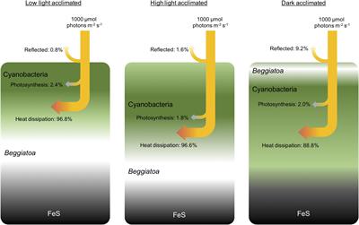 Vertical Migration Optimizes Photosynthetic Efficiency of Motile Cyanobacteria in a Coastal Microbial Mat